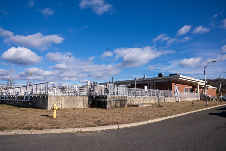 Ansonia Plant