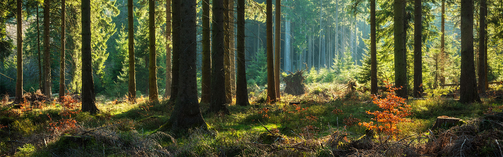 green forest